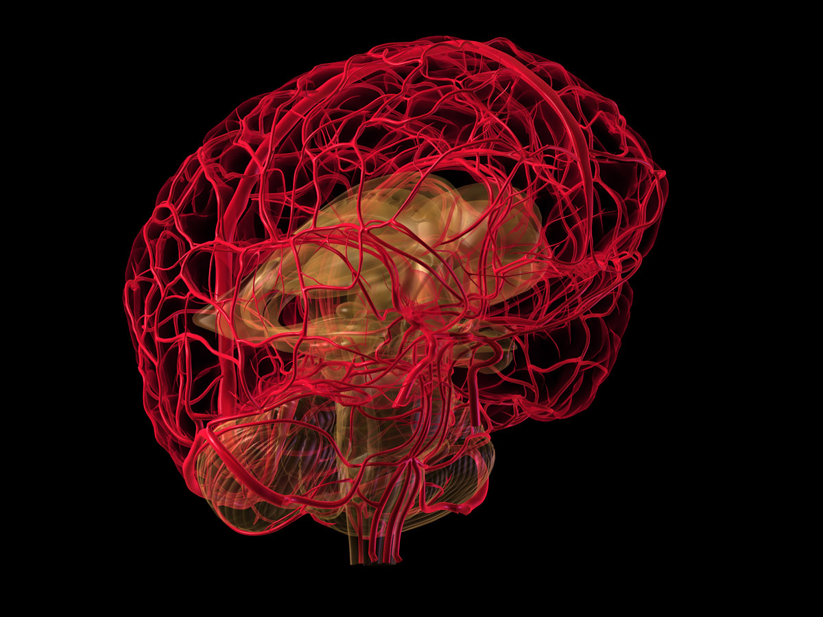 arterias-y-circulacion-cerebral.jpg